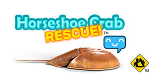Horseshoe Crab Rescue!