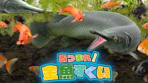 あつまれ!金魚すくい